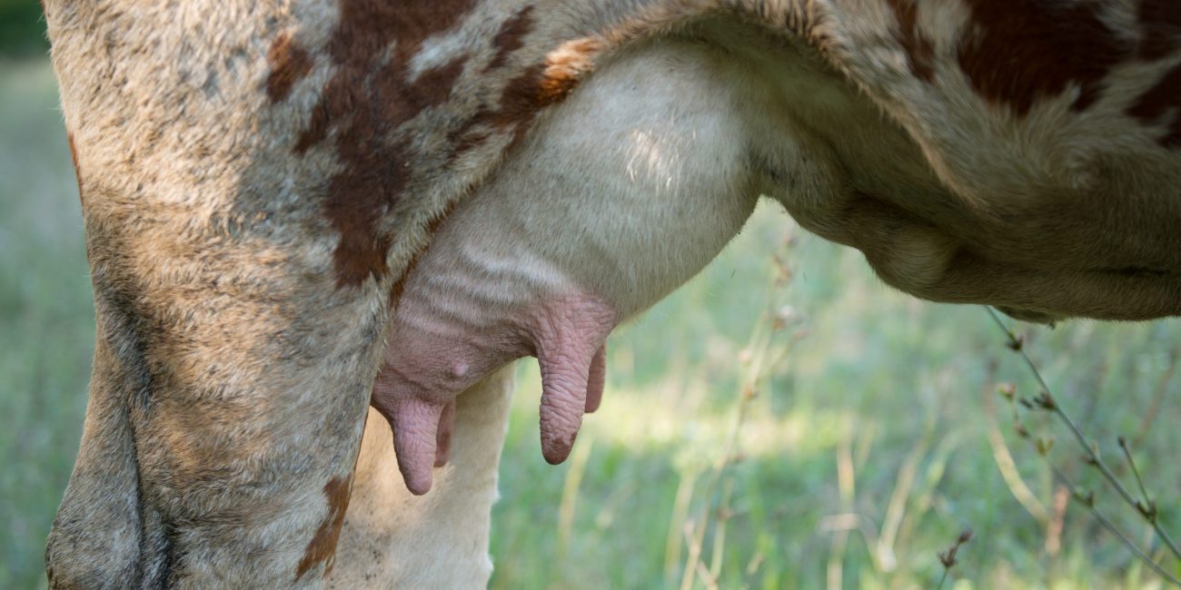 pis de vache mammite
