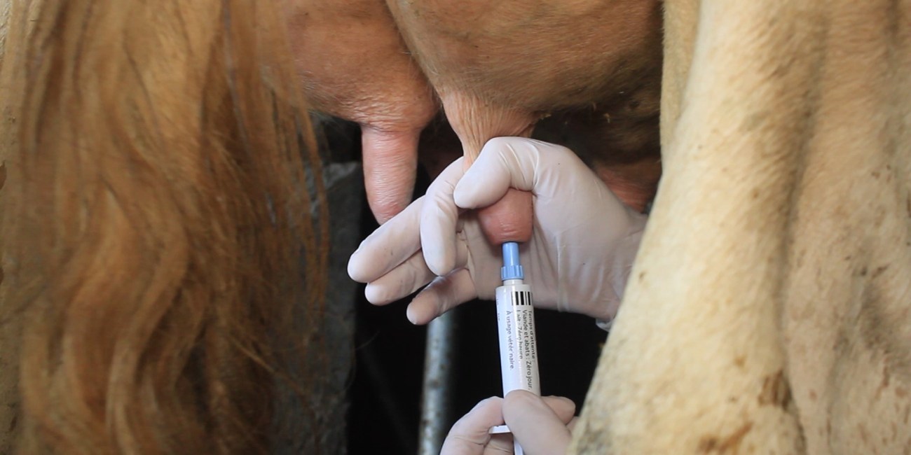 Obturateur de trayon de vache