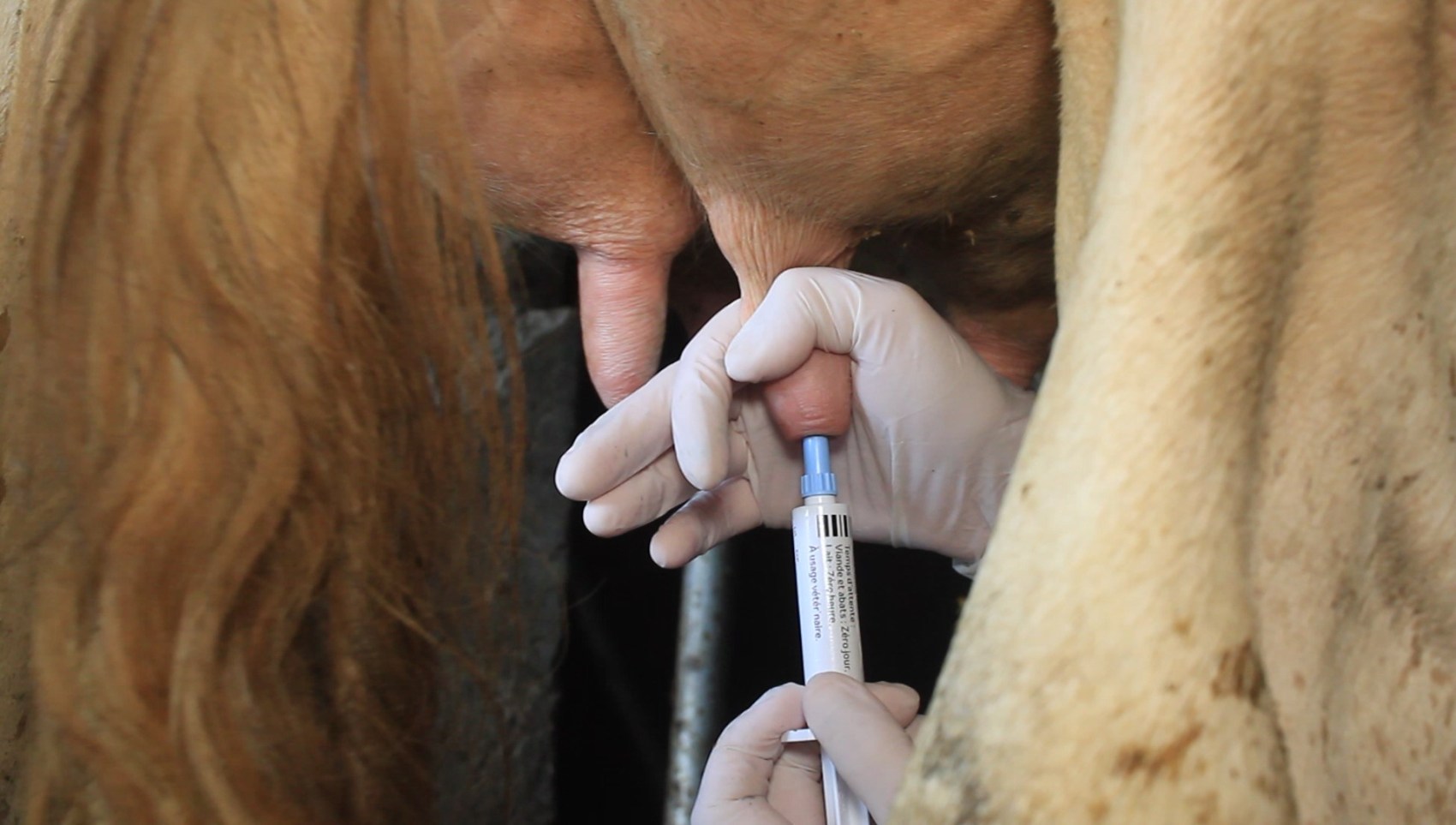 Obturateur de trayon de vache