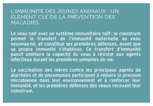 Immunité des jeunes animaux : élément clé de la prévention des jeunes animaux