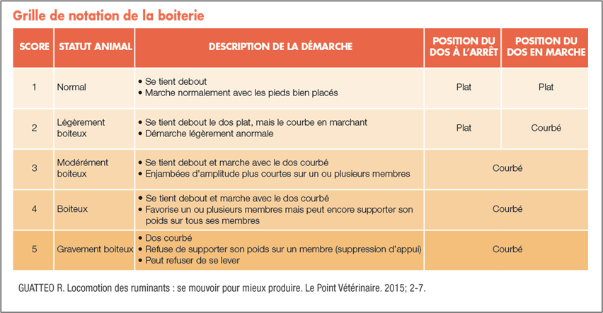 Grille de notation de boiterie bovine
