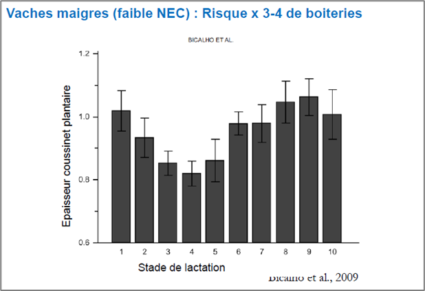 Vaches maigres et risque de boiteries