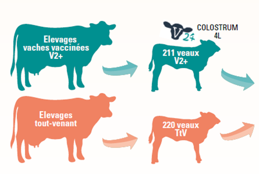 Illustration vaches vaccinées et robustesse des veaux