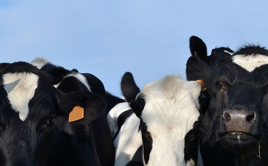 Vaches normandes