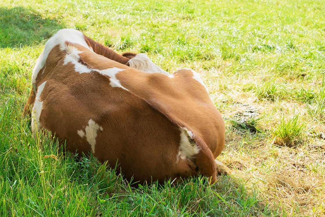 Vache couchée sur un pré, dos tourné. La vache dort sur l'herbe.