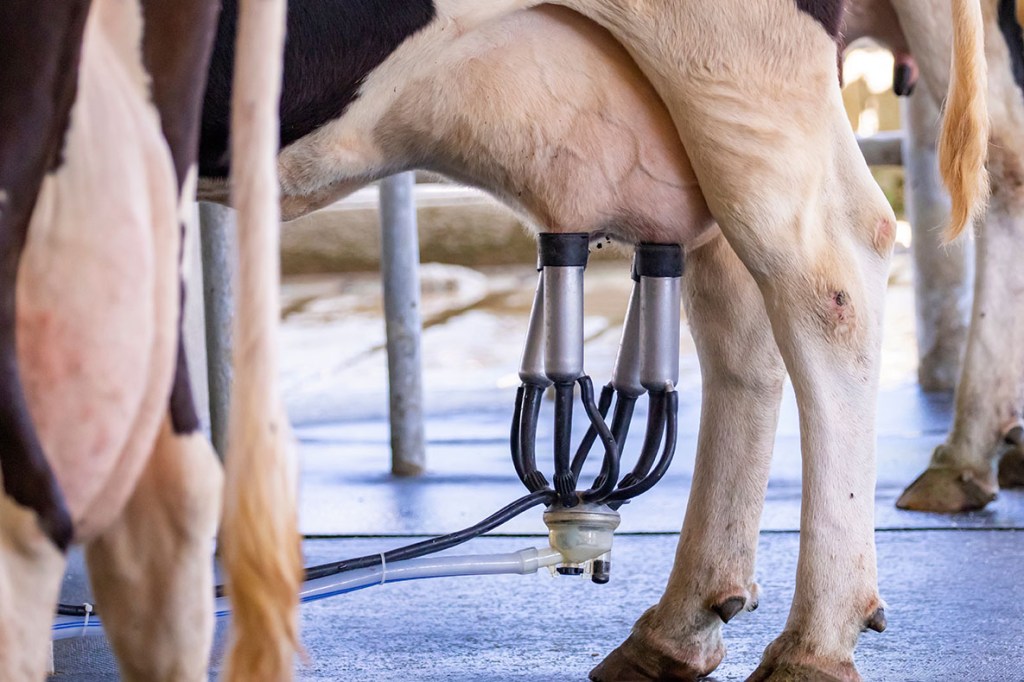 Image d'une installation de traite des vaches, d'une vache à traire avec une machine à traire et d'un équipement de traite mécanisée.