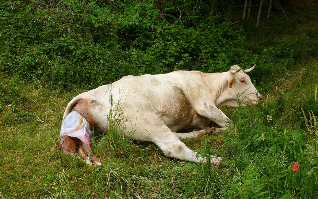 Vache donnant naissance à un veau dans l'herbe.
