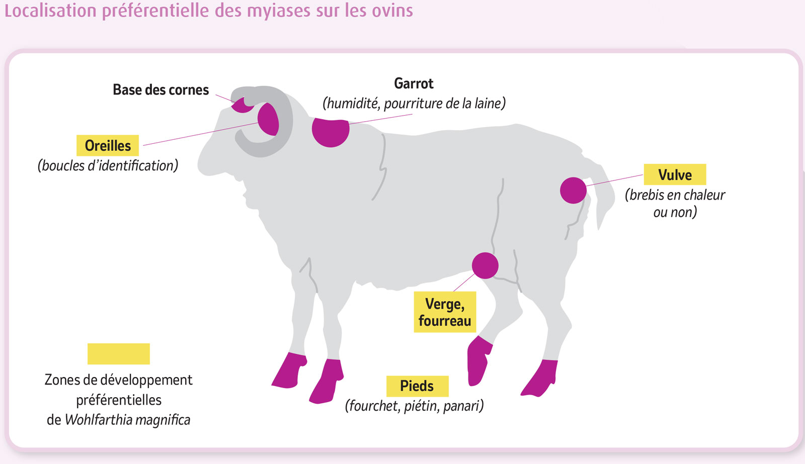 Illustration technique de localisation préférentielle des myiases sur les ovins.