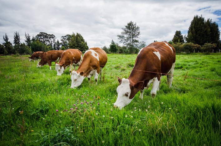Vache mises à l'herbe