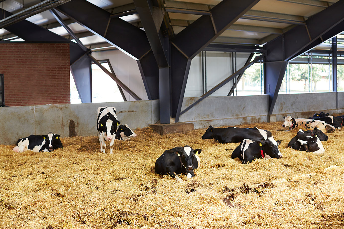 Vaches couchées dans la paille dans un bâtiment.