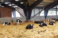 Les Vaches Pr f rent Les Grandes Surfaces De Couchage Sante Troupeau