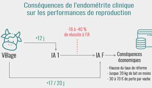 Graphique des conséquences de l'endométrite clinique sur les performances de reproduction