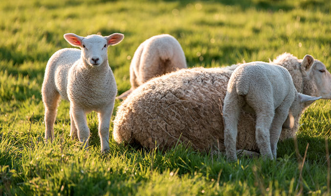 mise-herbe-ovine
