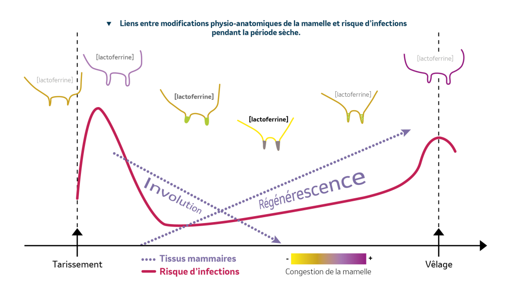 Graphique physio anatomie
