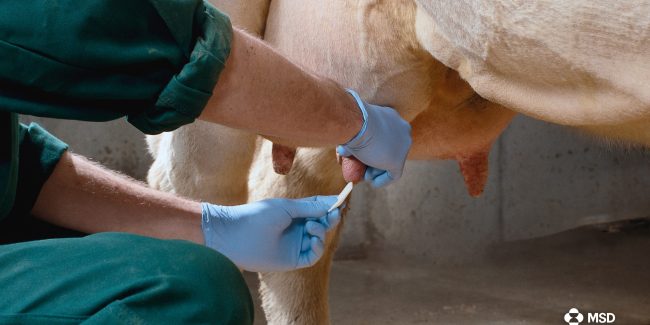 Pie de vache
