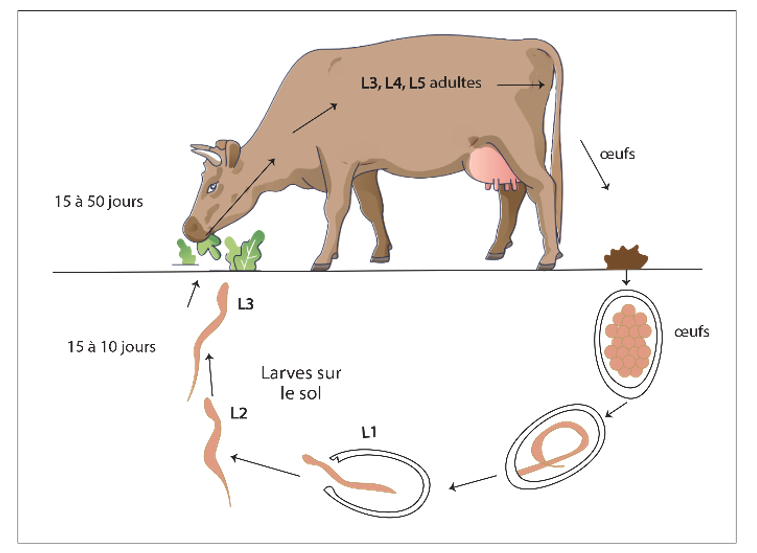 Cycle direct des strongles de la caillette