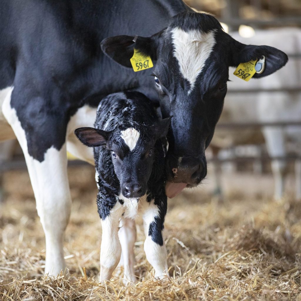 Bien-être animal: la majorité des vaches laitières du Québec sont attachées  au cou pendant leur période de lactation