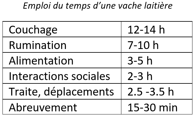 Emploi du temps d’une vache laitière 