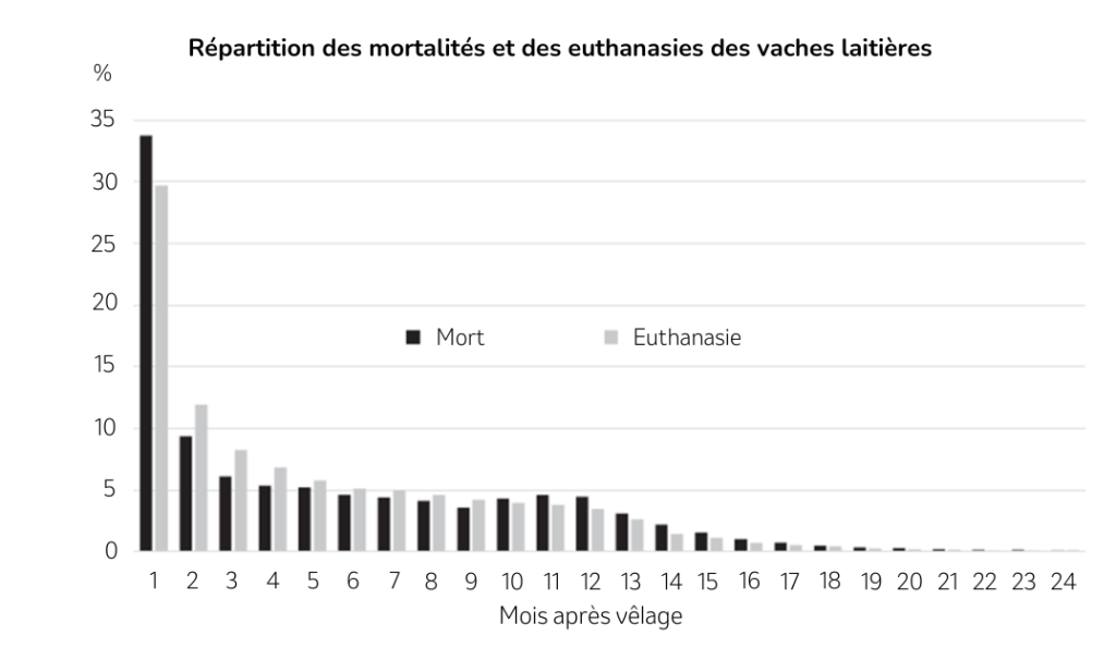 Répartition des mortalités et des euthanasies des vaches laitières