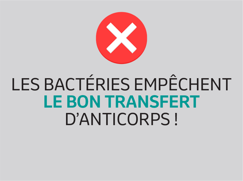 Les bactéries empêchent le bon transfert d'anticorps