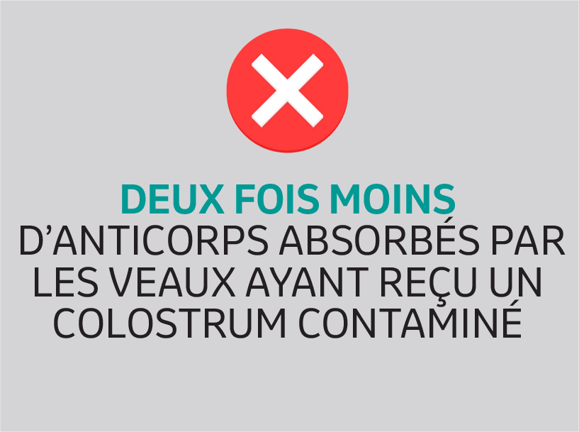 Deux fois moins d'anticorps absorbés par les veaux ayant reçu un colostrum contaminé