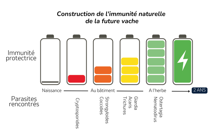 Construction de l'immunité naturelle de la future vache