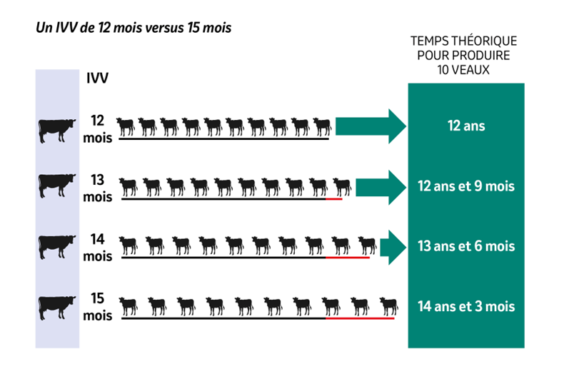 IVV de 12 mois versus 15 mois