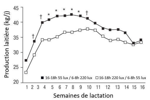 Semaines de lactation