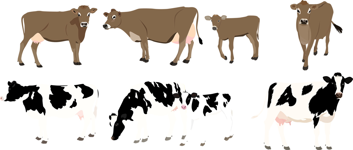 Dessins vectoriels de vaches