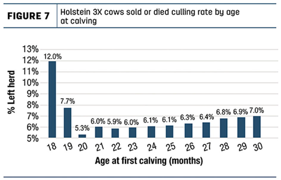 Cumul [réforme et mortalité] en première lactation selon l’âge au premier vêlage (chez des primipares Holstein aux USA)