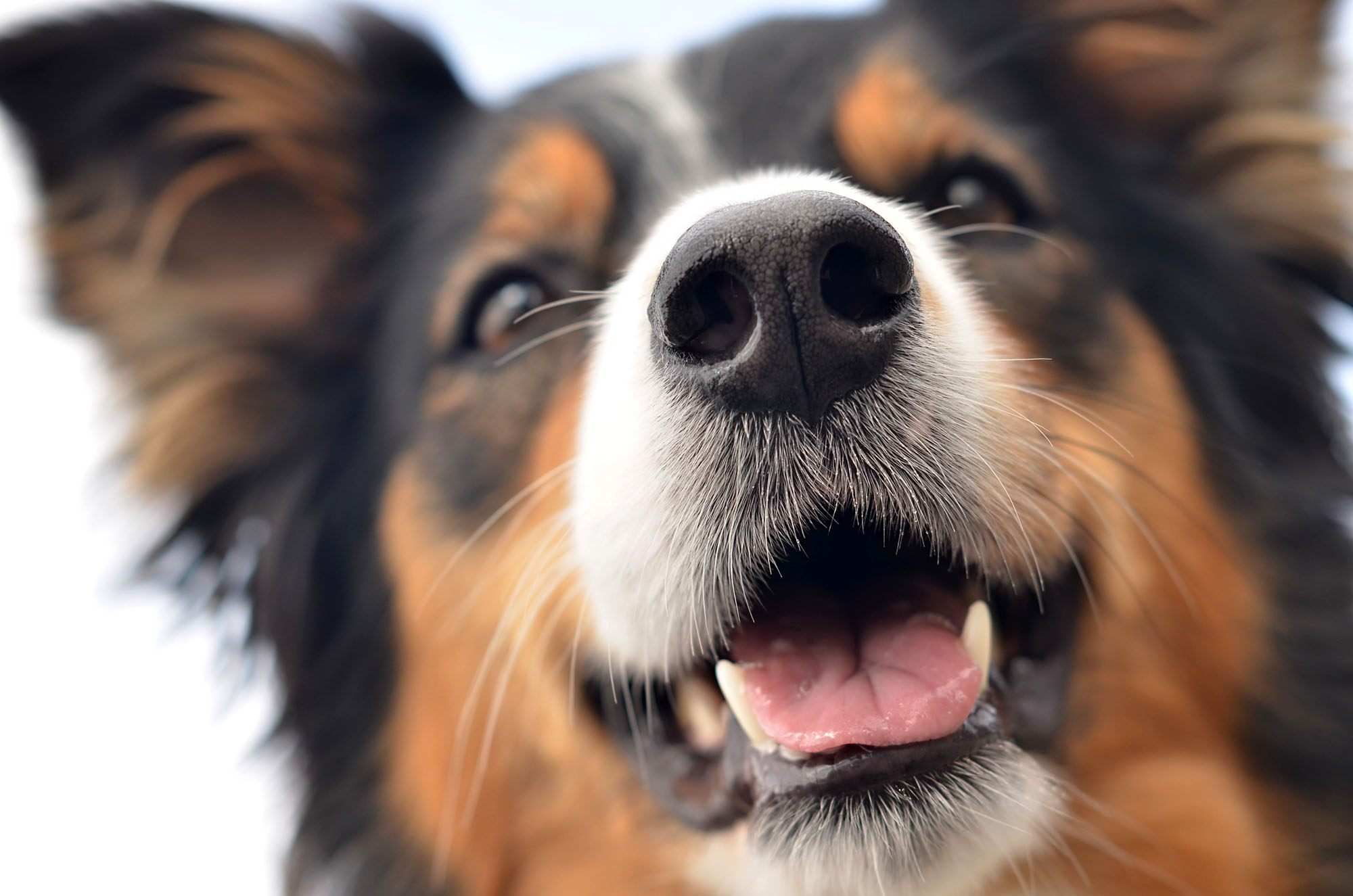 Nom d’un chien !!! Sante Troupeau — free download