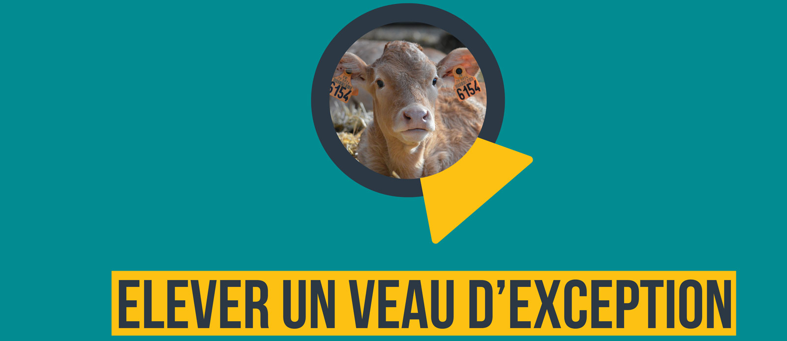 Elever un veau d'exception