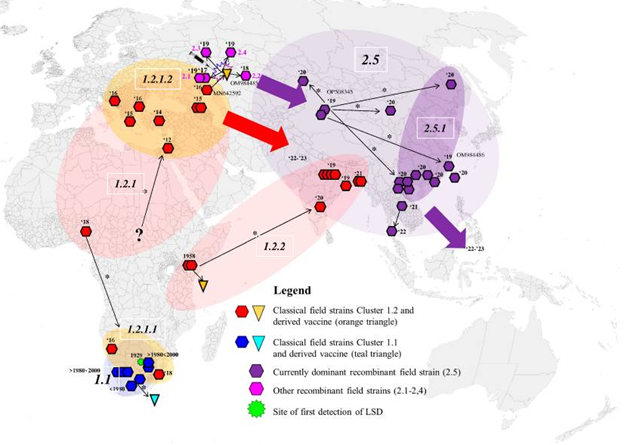 Source : Breman, Floris C et al. “Lumpy Skin Disease Virus Genome Sequence Analysis: Putative Spatio-Temporal Epidemiology, Single Gene versus Whole Genome Phylogeny and Genomic Evolution.” Viruses vol. 15,7 1471. 28 Jun. 2023, doi:10.3390/v15071471